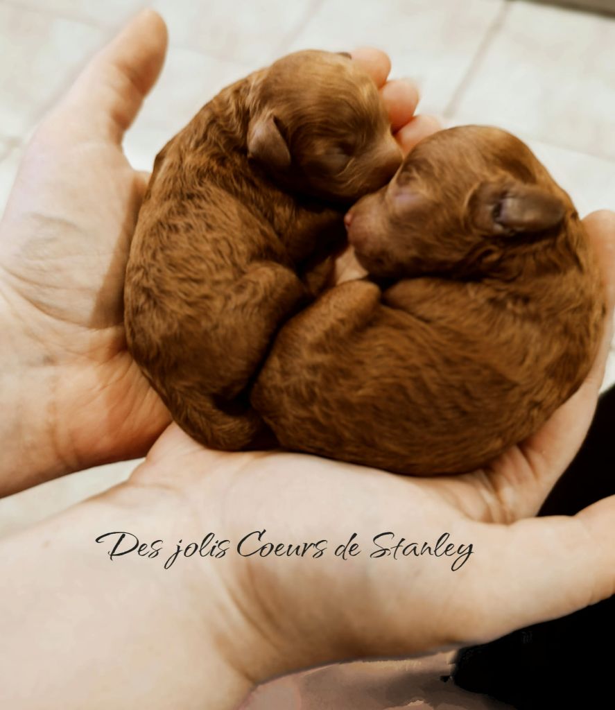 chiot Caniche des jolis coeurs de Stanley