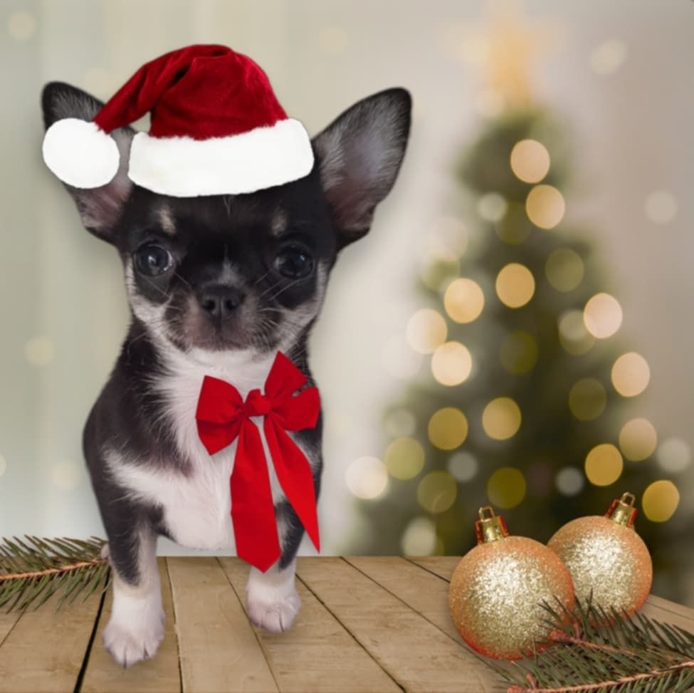 des jolis coeurs de Stanley - Chiot disponible  - Chihuahua