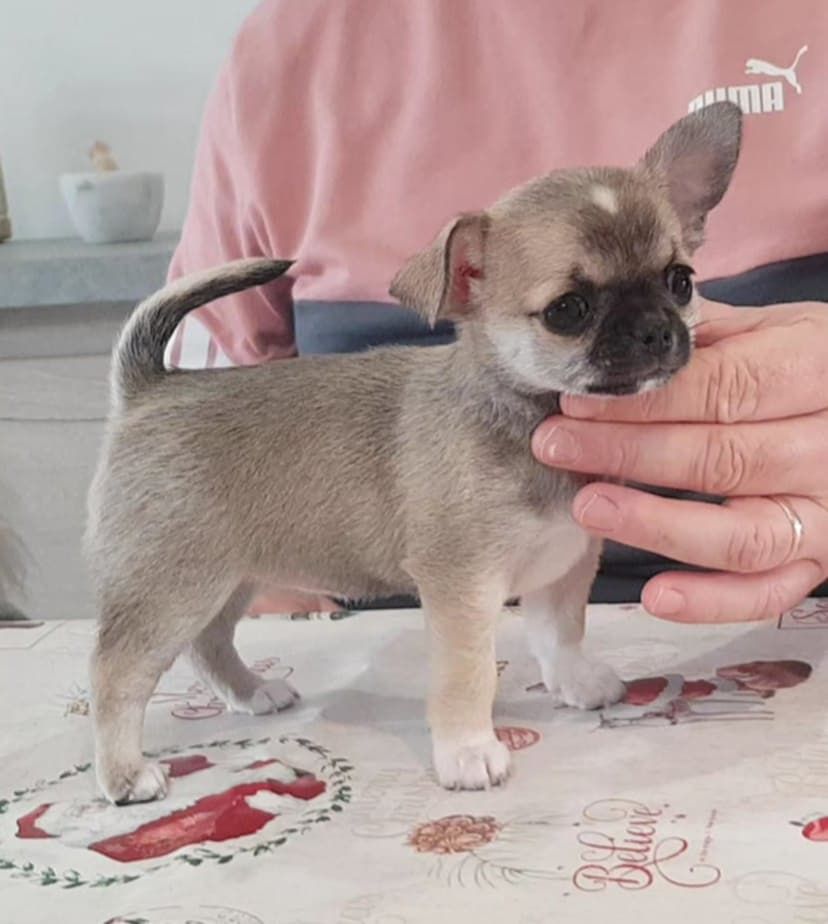 des jolis coeurs de Stanley - Chiot disponible  - Chihuahua