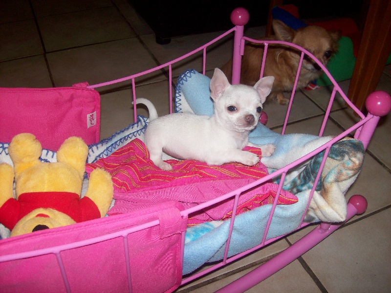 bébés des jolis coeurs de stanley