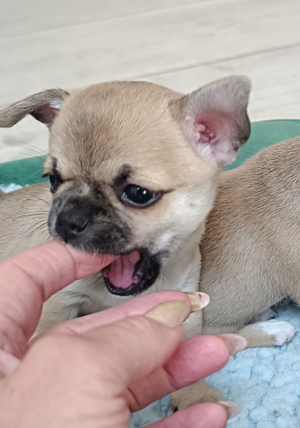 des jolis coeurs de Stanley - Chiots disponibles - Chihuahua