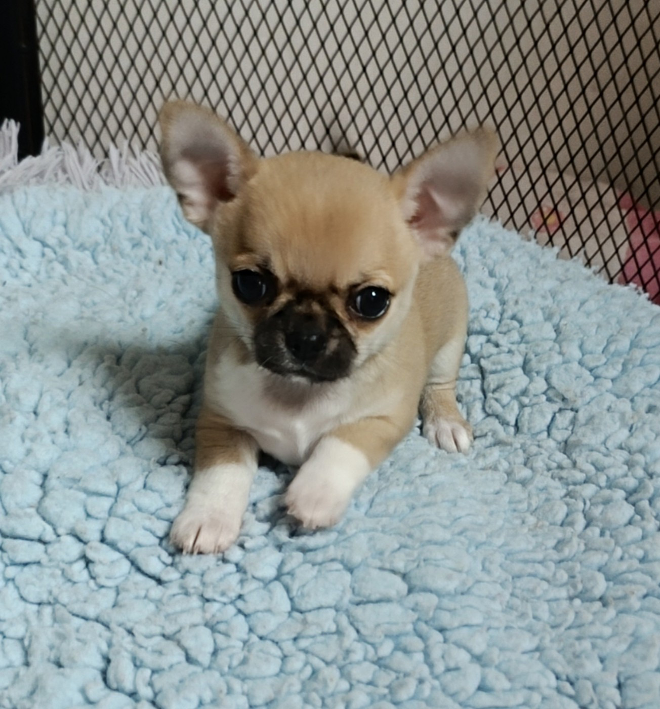 des jolis coeurs de Stanley - Chiots disponibles - Chihuahua