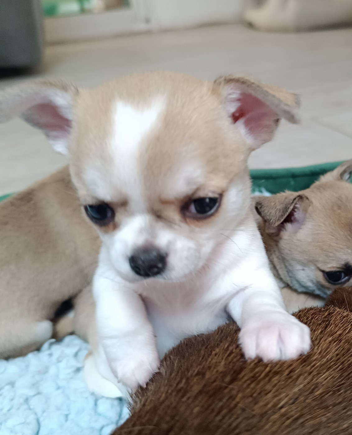 des jolis coeurs de Stanley - Chiots disponibles - Chihuahua