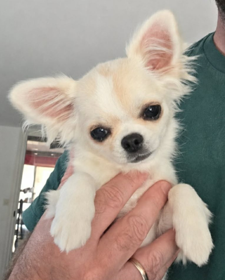 des jolis coeurs de Stanley - Chiots disponibles - Chihuahua