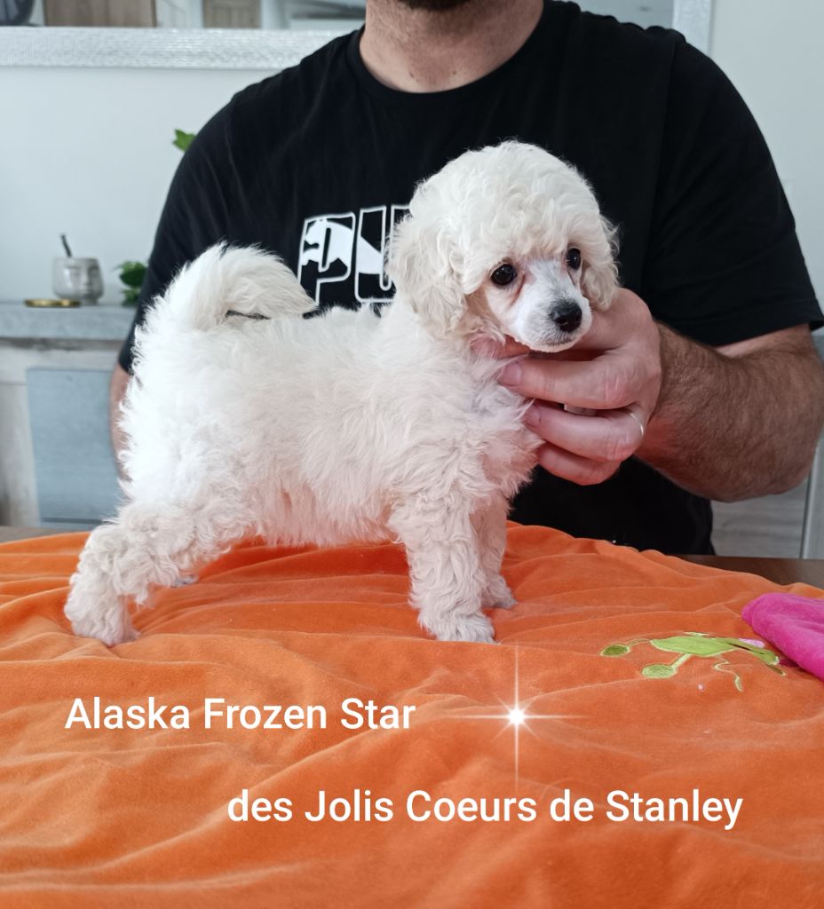 des jolis coeurs de Stanley - Chiots disponibles - Caniche