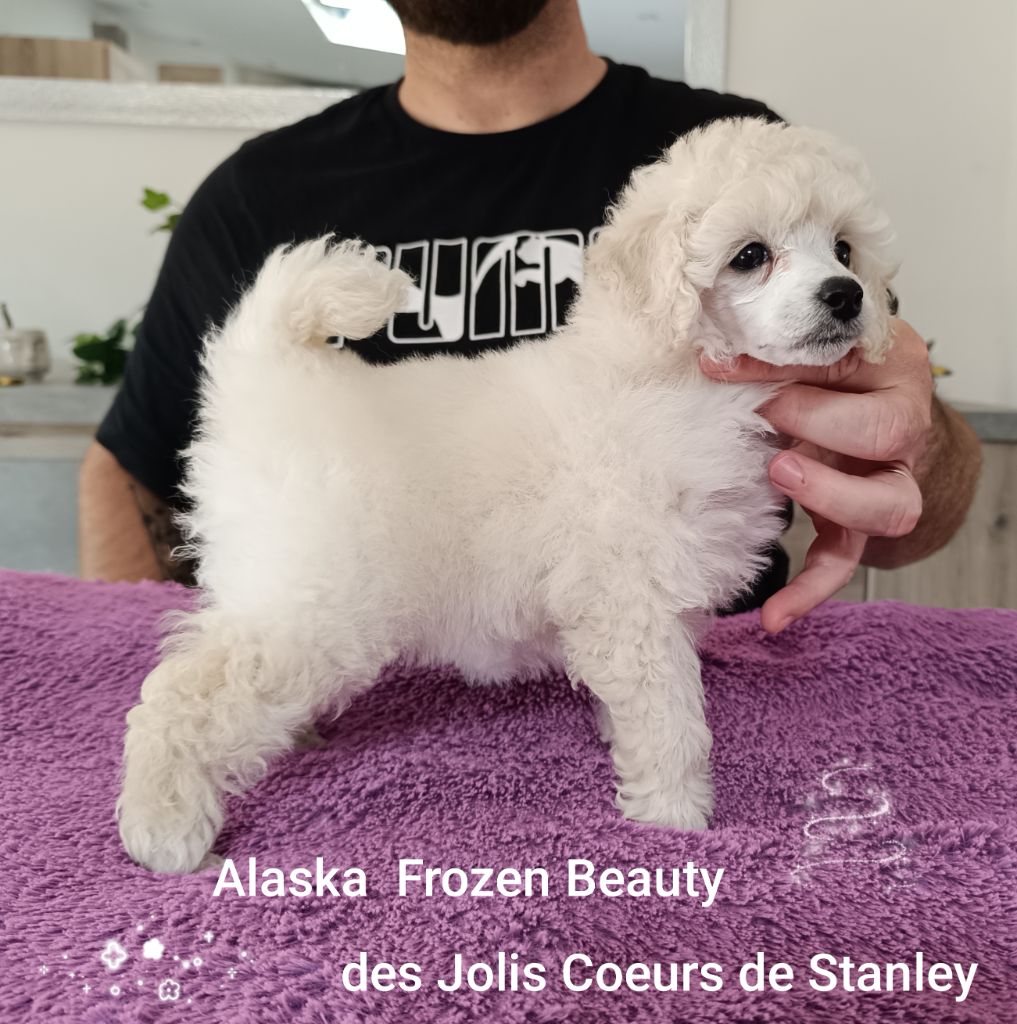 des jolis coeurs de Stanley - Chiots disponibles - Caniche