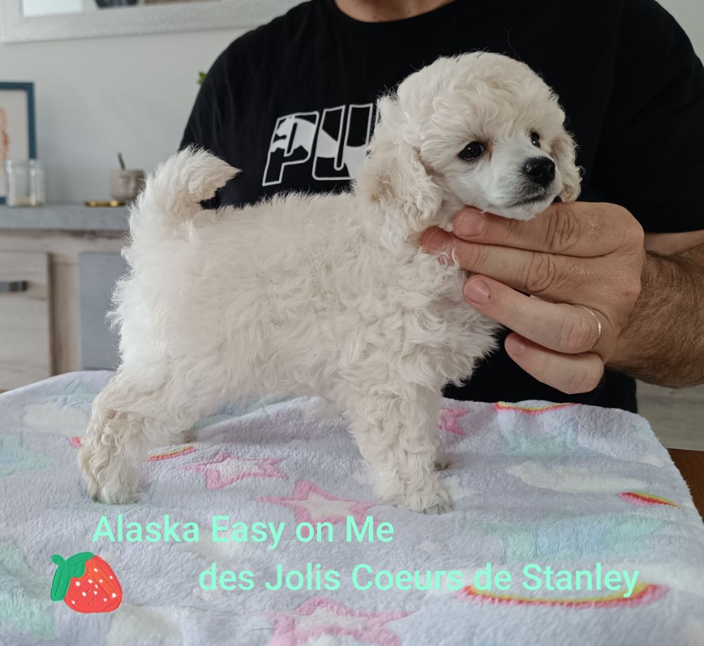 des jolis coeurs de Stanley - Chiots disponibles - Caniche