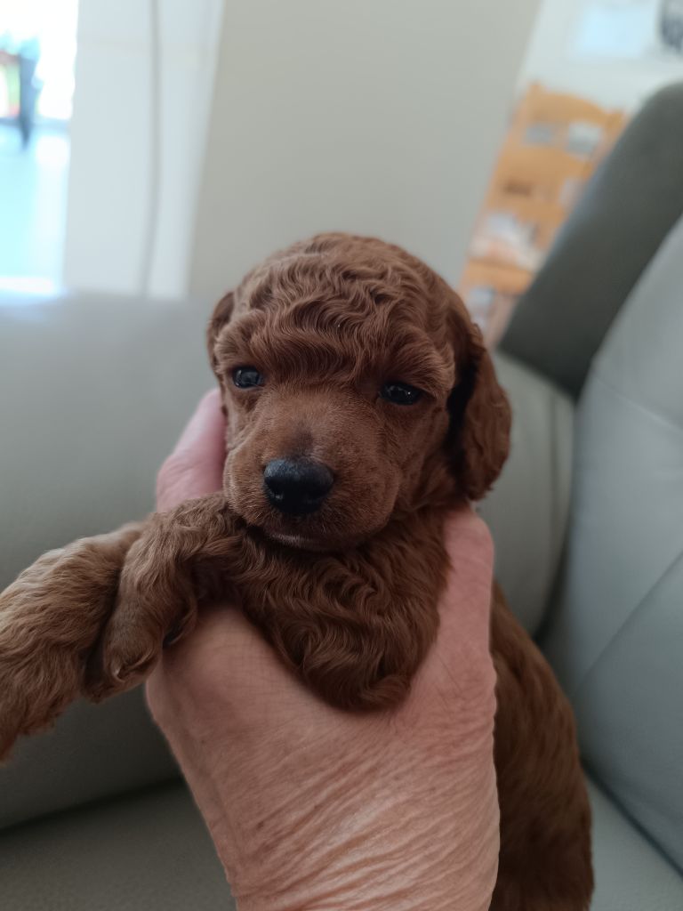 des jolis coeurs de Stanley - Chiots disponibles - Caniche