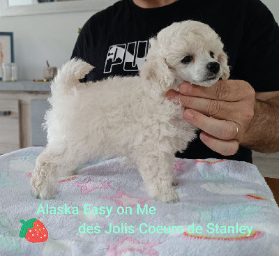CHIOT 1