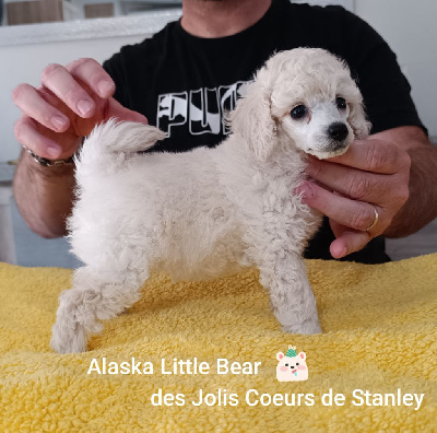 CHIOT 2