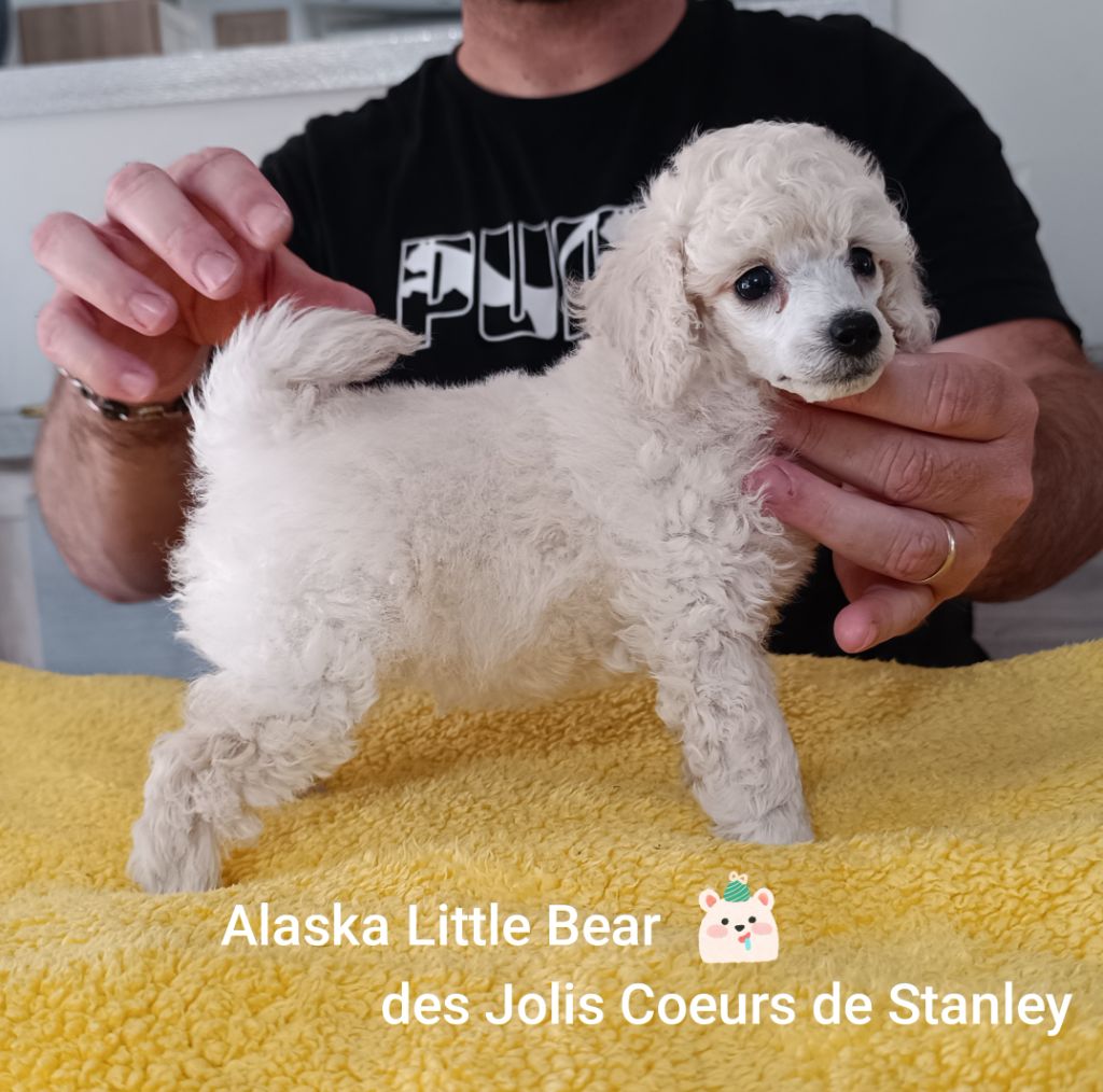 des jolis coeurs de Stanley - Chiots disponibles - Caniche